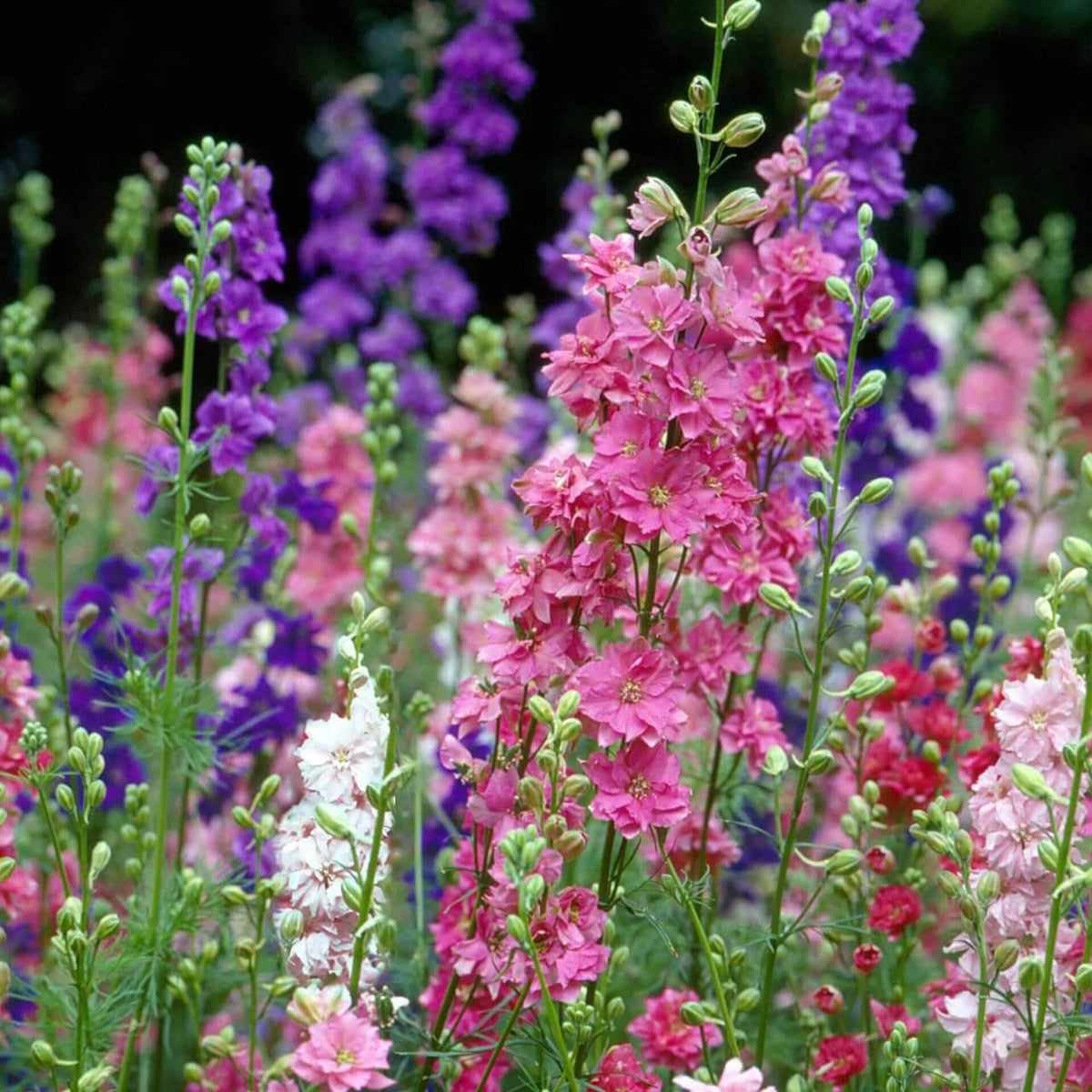 Pink Mix Delphinium plant