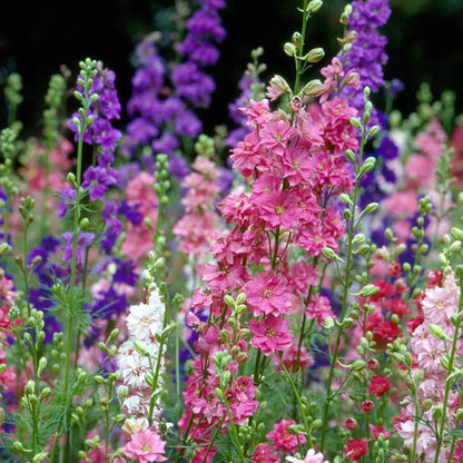 Pink Mix Delphinium plant