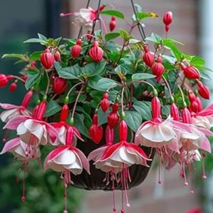 Pink Mix Fuchsia plant