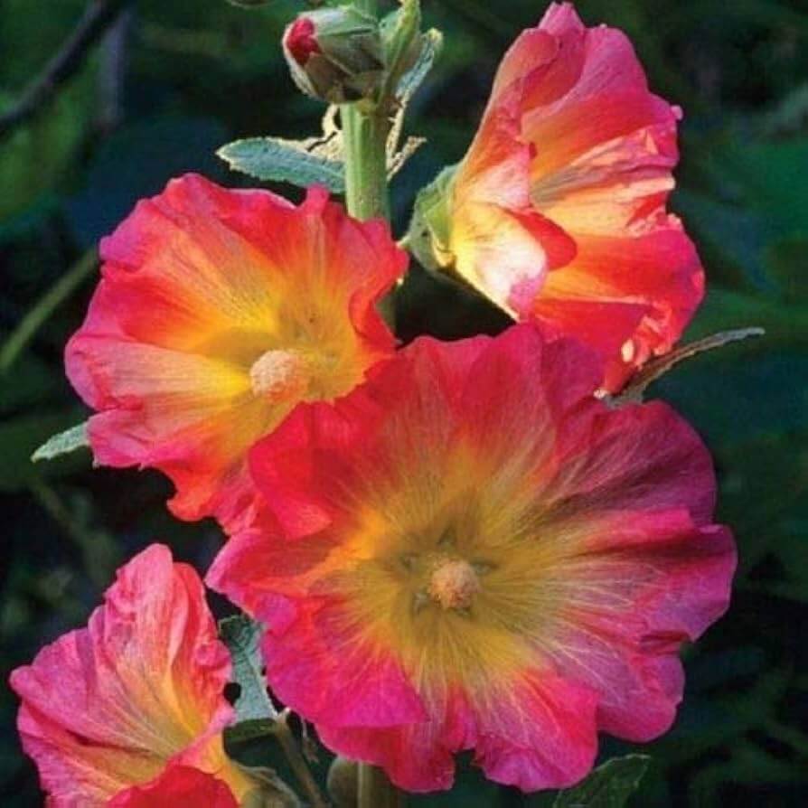 Pink Orange Hollyhock plant