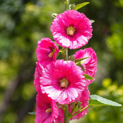 Pink Orange Hollyhock plant