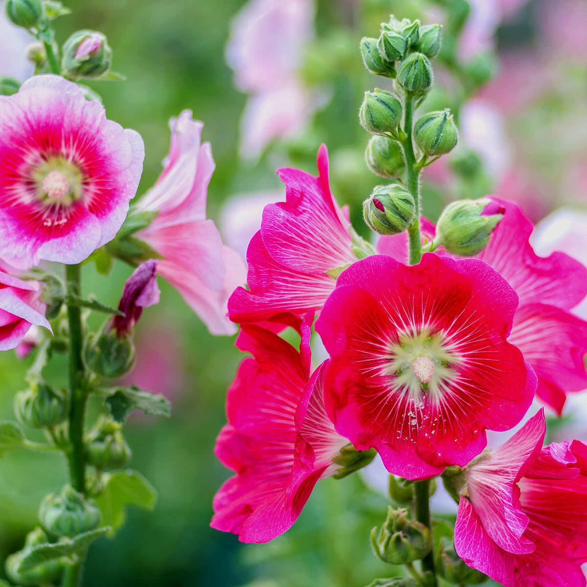Pink Orange Hollyhock plant