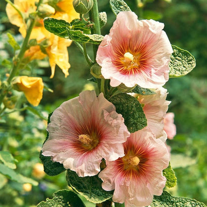 Pink Orange Hollyhock plant