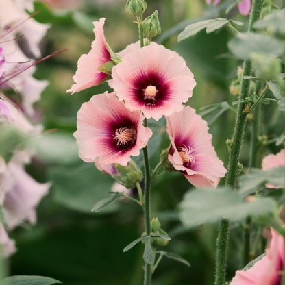 Pink Orange Hollyhock plant