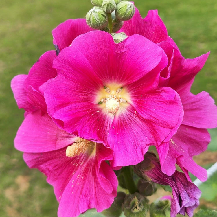 Pink Orange Hollyhock plant
