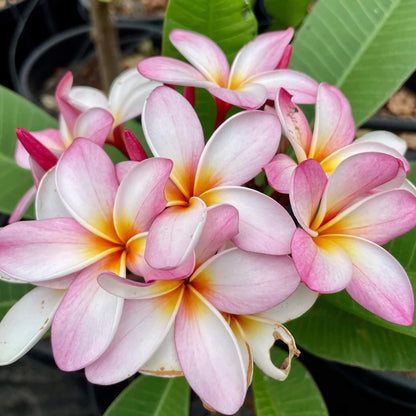 Pink Plumeria plant