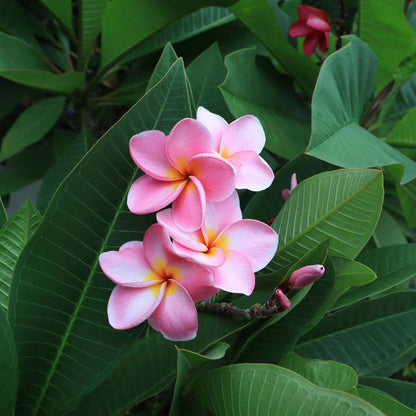 Pink Plumeria plant