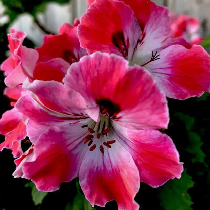 & Red Geranium plant