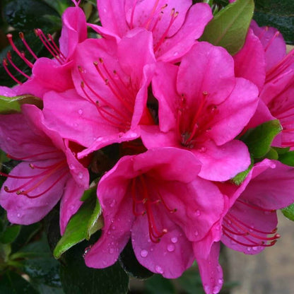 Pink Rhododendron Azalea plant