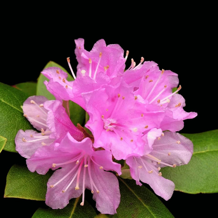 Pink Rhododendron Azalea plant