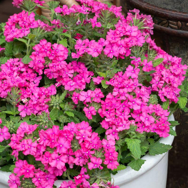Pink Verbena plant