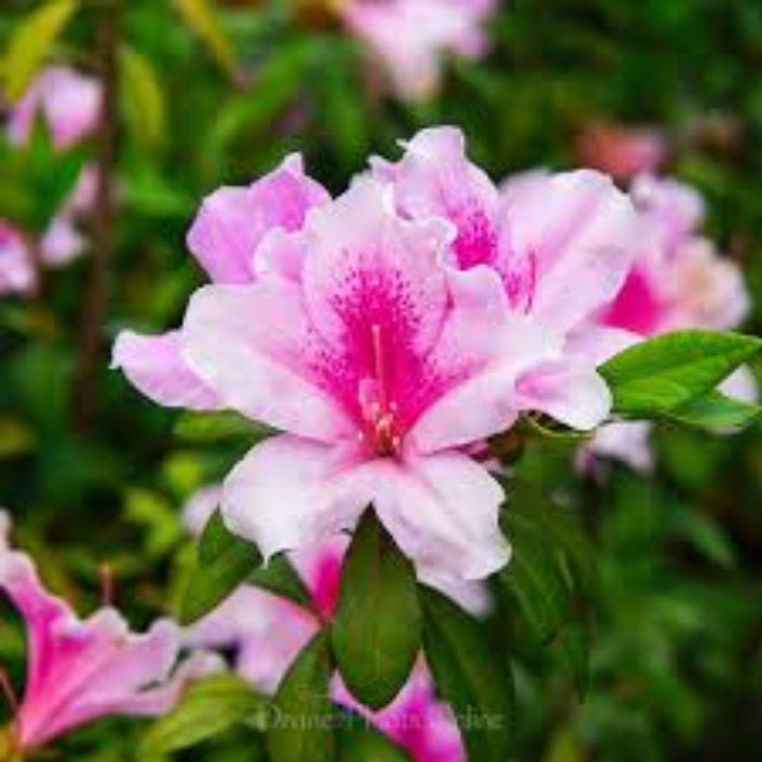 Pink White Azalea plant