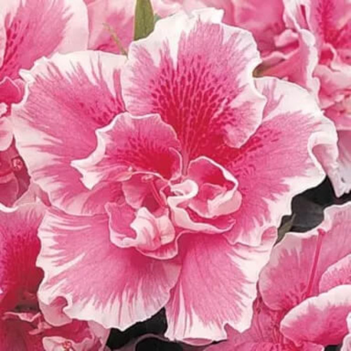 Pink White Azalea plant