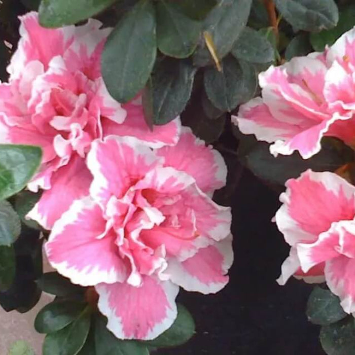 Pink White Azalea plant