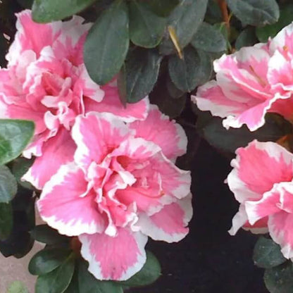 Pink White Azalea plant
