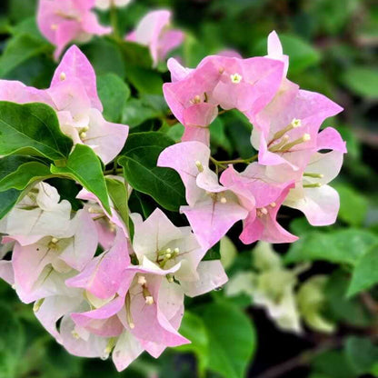 Pink White Bougainvillea plant