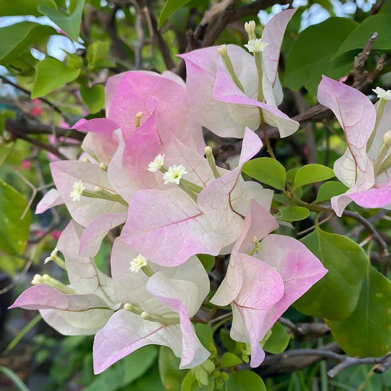 Pink White Bougainvillea plant