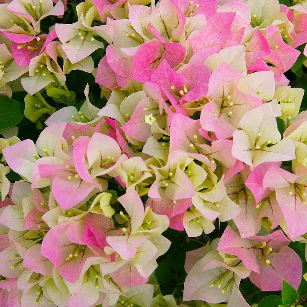 Pink White Bougainvillea plant