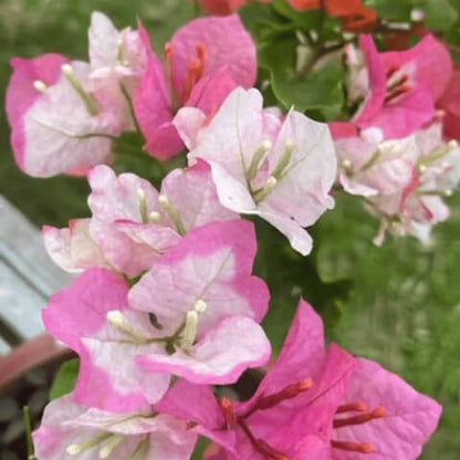 Pink White Bougainvillea plant