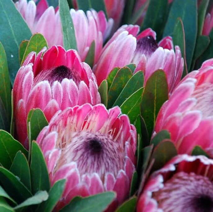 Pink White Protea plant