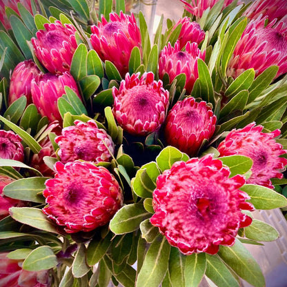 Pink White Protea plant