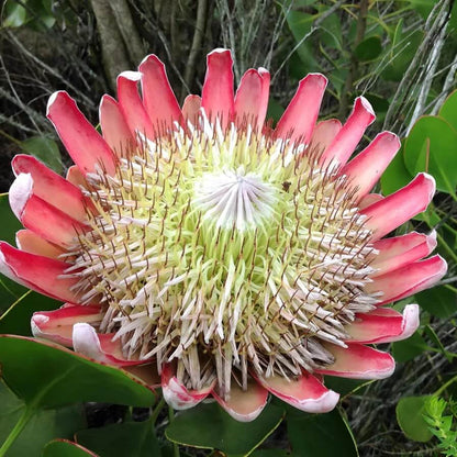 Pink White Protea plant
