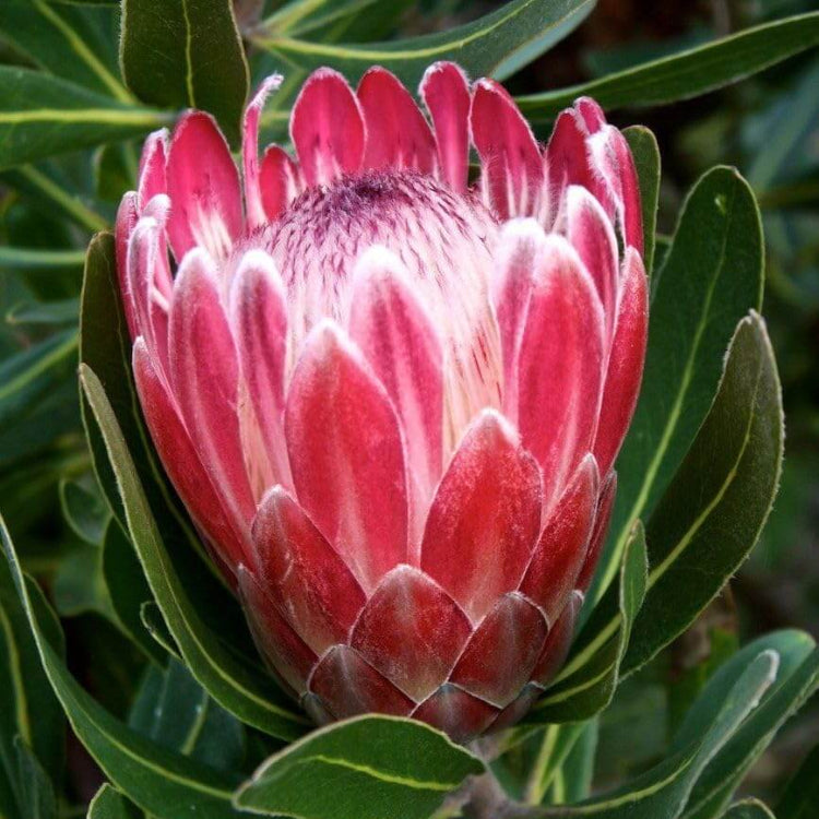 Pink White Protea plant