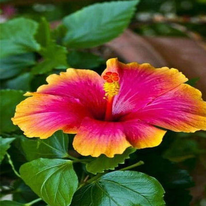Pink Yellow Hibiscus plant
