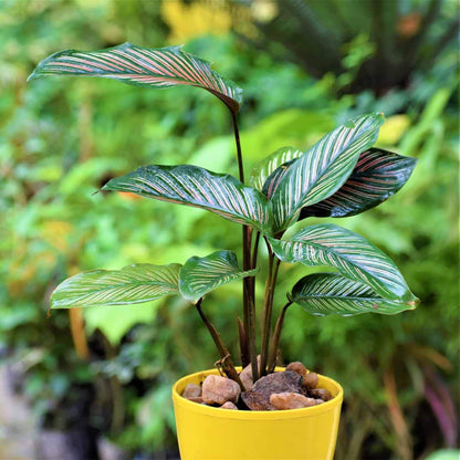 Pinstripe Plant