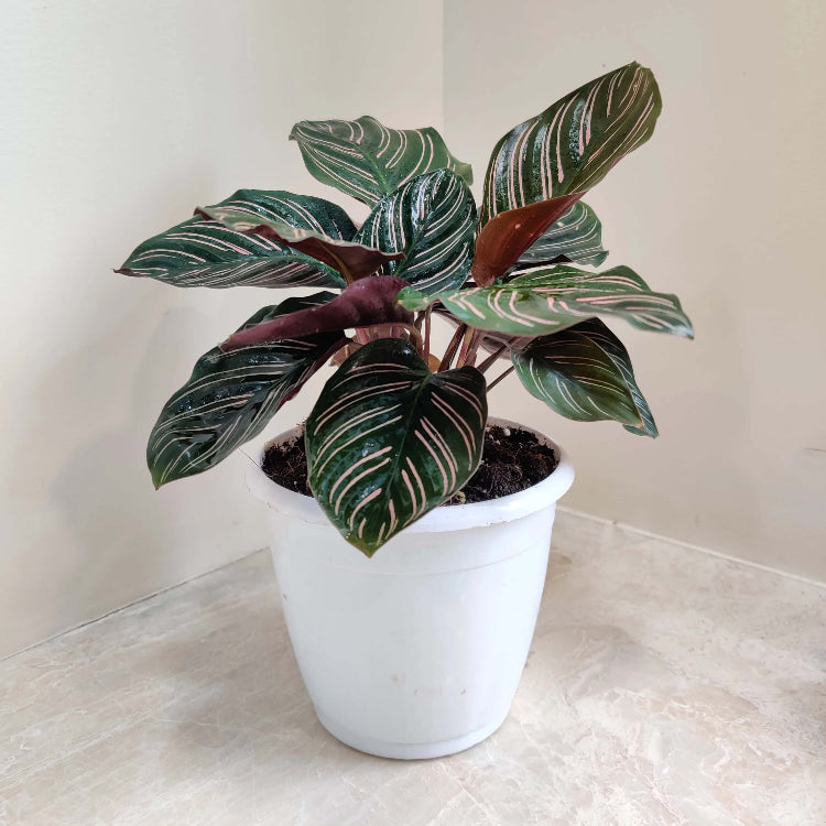 Pinstripe Plant