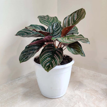 Pinstripe Plant