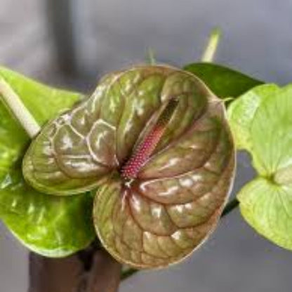 Pista Green anthurium plant