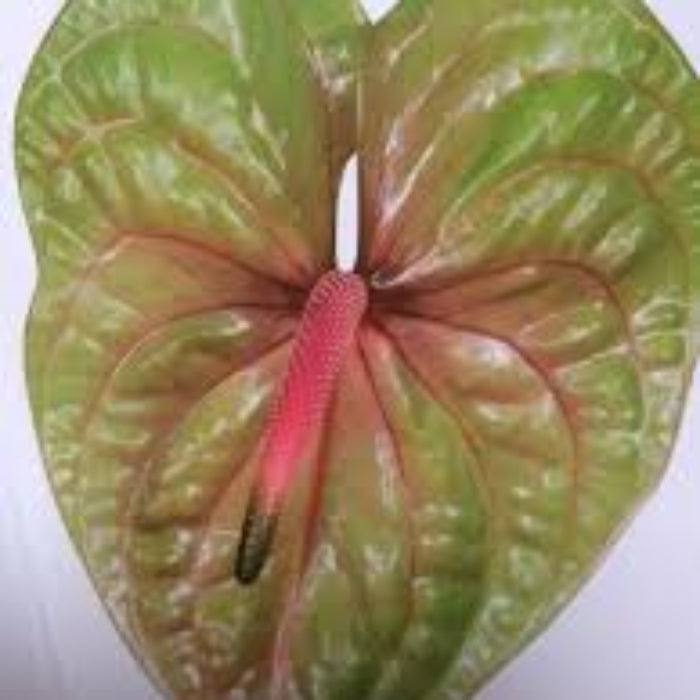 Pista Green anthurium plant