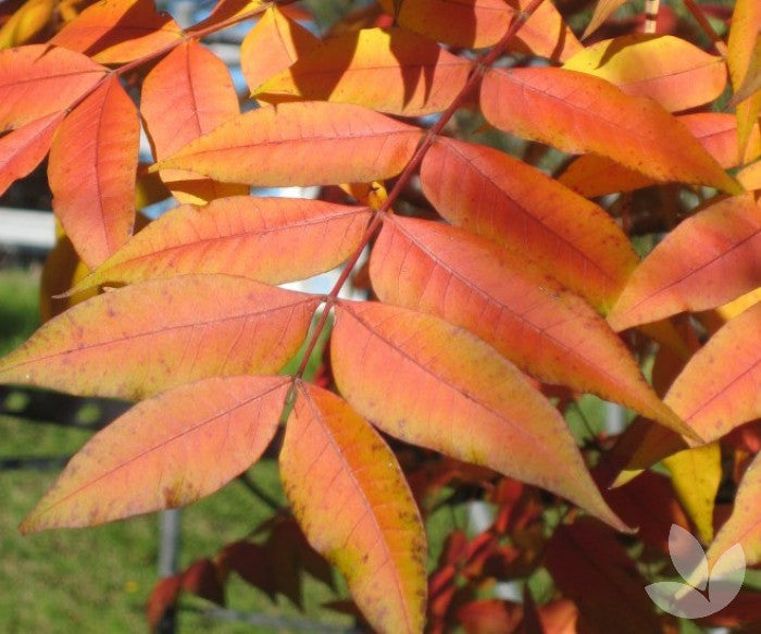 Graines de pistachier de Chine à planter – Graines d'arbre de jardin