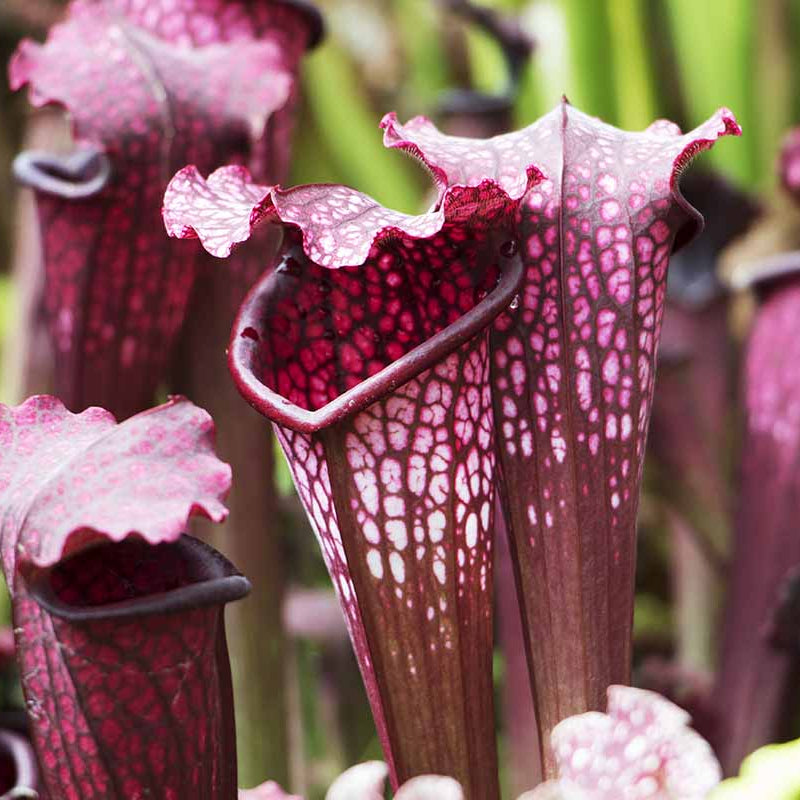 Pitcher Plant