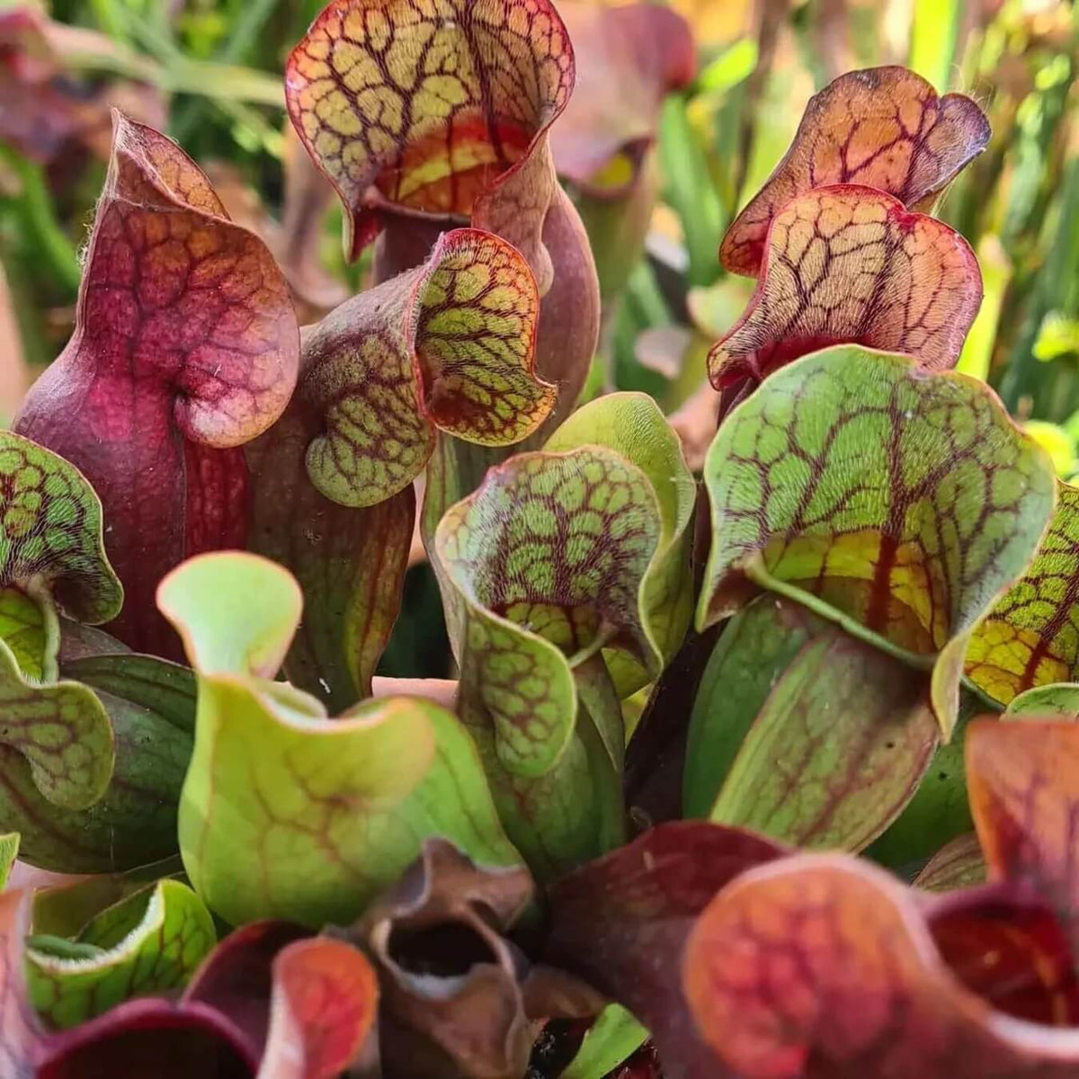 Pitcher Plant