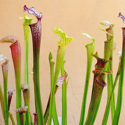 Pitcher Plant