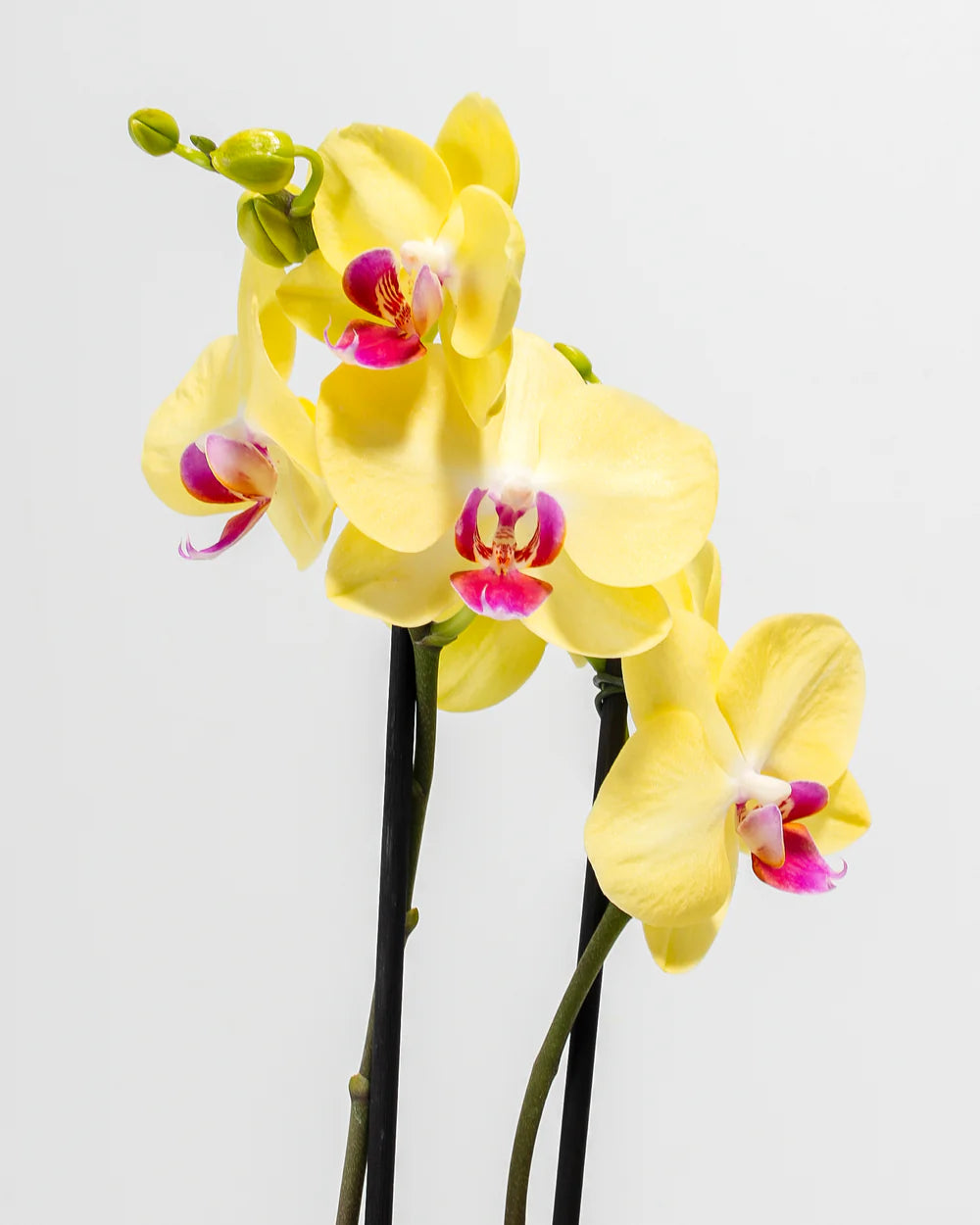 Yellow Orchid flower seeds