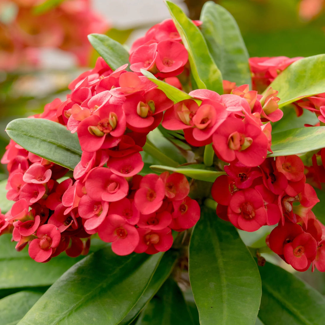 Red Euphorbia flower seeds