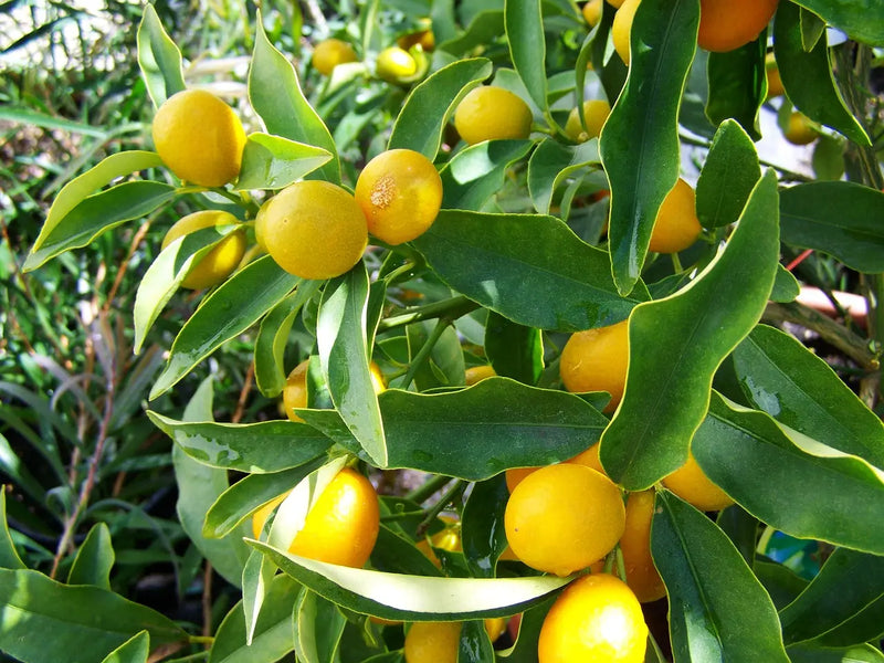 Eureka Lemon Fruit Seeds for Planting – Heirloom Non-GMO Garden Seeds