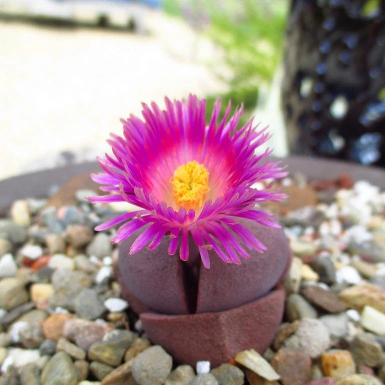 Pleiospilos Nelii flower seeds