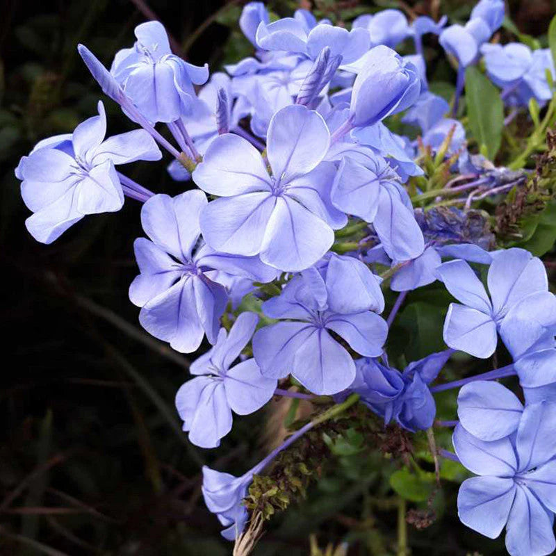 Light Purple flower seeds