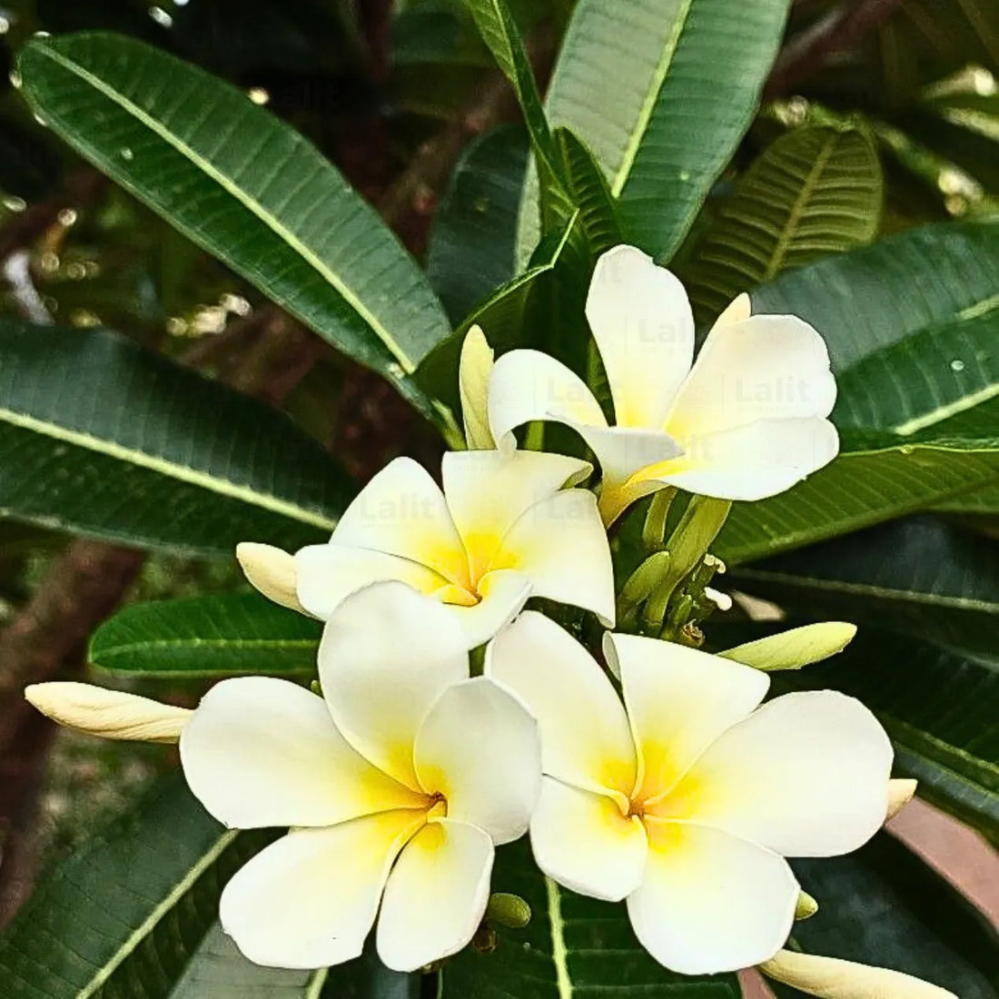 Plumeria flower seeds