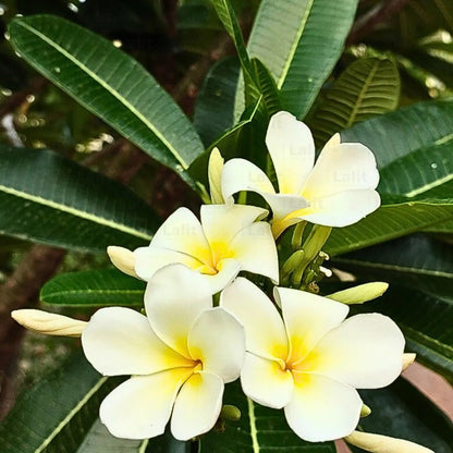 Plumeria flower seeds