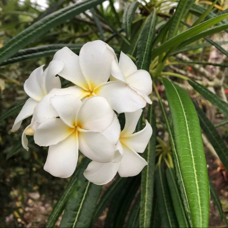 Plumeria Alba plant