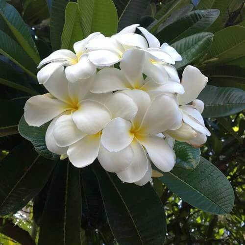 Plumeria Alba plant