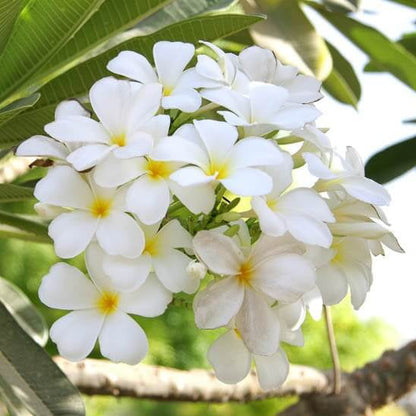 Plumeria Alba plant