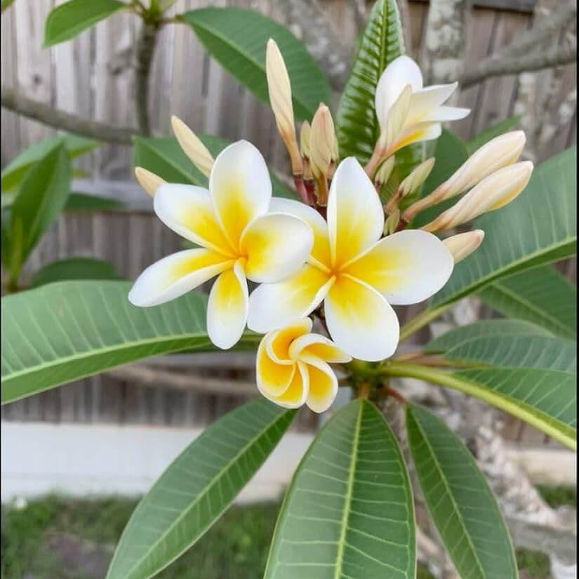 Plumeria Rubra plant