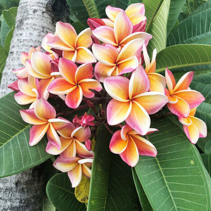 Plumeria Rubra plant