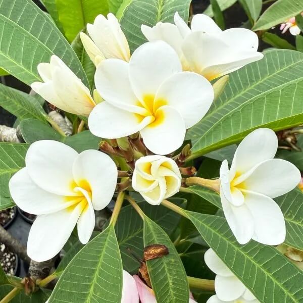 Plumeria Rubra plant
